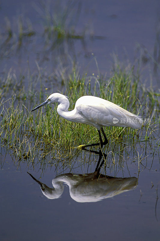 小白鹭(Egretta garzetta)是一种小白鹭。肯尼亚安博塞利国家公园。